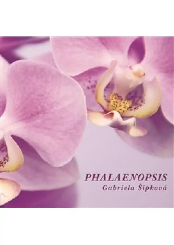 Gabriela Šípková - Phalaenopsis