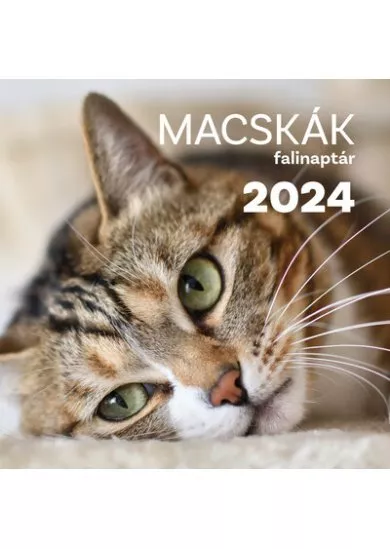 Macskák falinaptár 2024