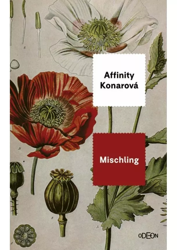 Affinity Konarová - Mischling