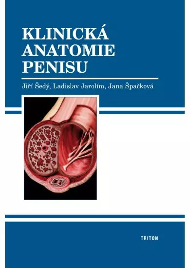 Klinická anatomie penisu