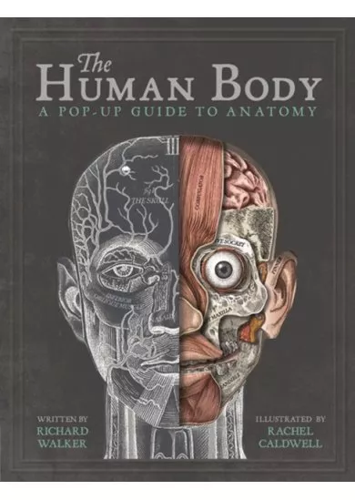 The Human Body