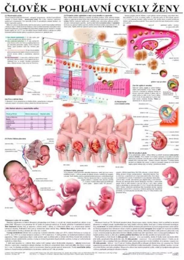 Člověk – pohlavní cykly ženy - Výuková tabula