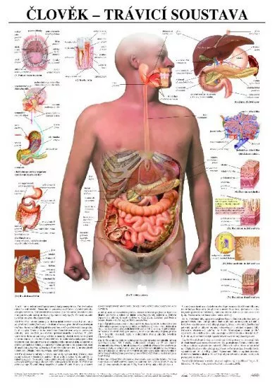 Člověk - trávicí soustava - Výuková tabula