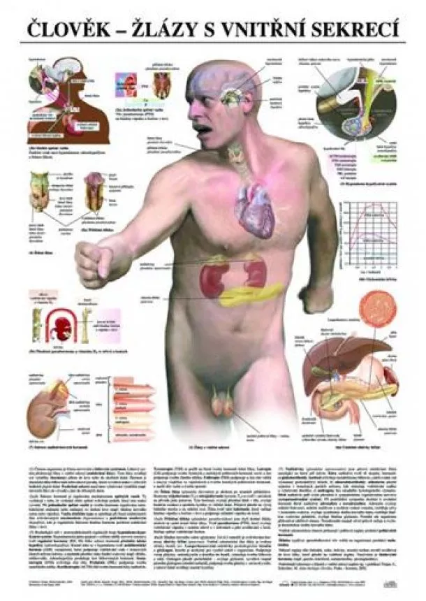 Člověk - žlázy s vnitřní sekrecí - Výuková tabula