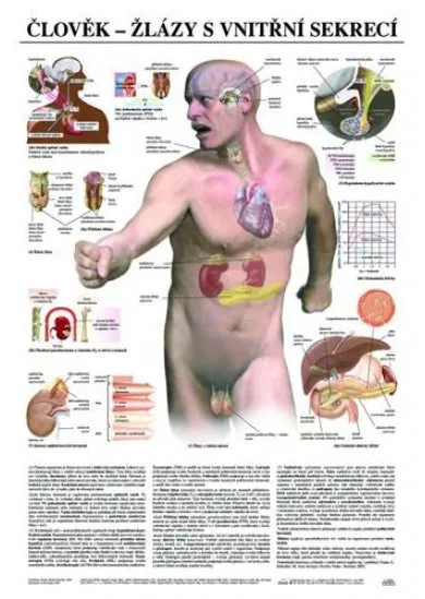 Člověk - žlázy s vnitřní sekrecí - Výuková tabula