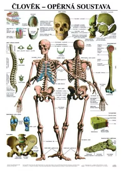 Člověk - opěrná soustava - Výuková tabula