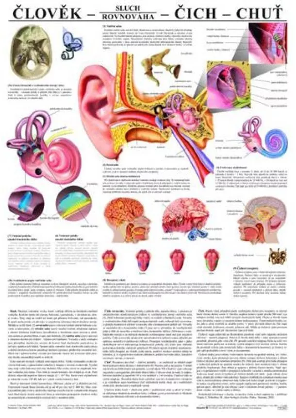 Člověk - sluch - čich - chuť - Výuková tabula