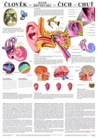 Člověk - sluch - čich - chuť - Výuková tabula