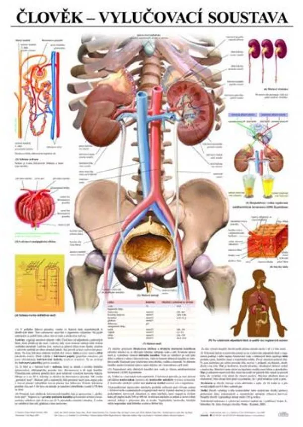 Člověk - vylučovací soustava - Výuková tabula
