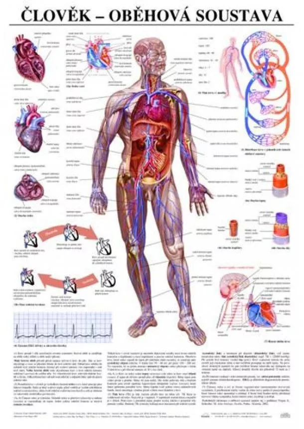 Člověk - oběhová soustava - Výuková tabula