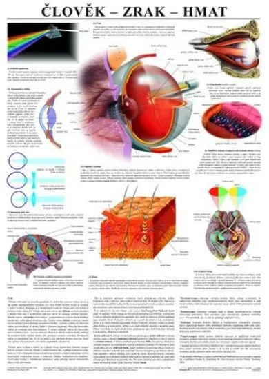 Člověk - zrak - hmat - Výuková tabula